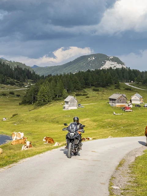 Motorradurlaub © Alexander Seger Motorradfahrer auf Landstraße mit Kühen und Bergen unter bewölktem Himmel