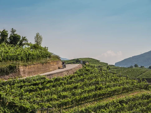 Val di Fiemme © A. Monticelli Motorradfahrer auf Bergstraße mit Weinbergen und Hügeln im Hintergrund