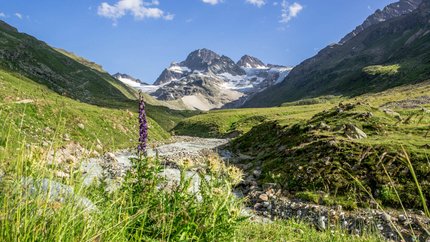 Vorarlberg © Montafon Tourismus GmbH - Stefan Kothner Gebirgslandschaft mit Fluss und Wildblumen unter klarem Himmel